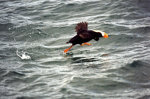 Puffin, Tufted, Homer, AK, 1999-06, B07P60I02